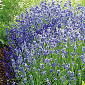 Lavender Dwarf Blue