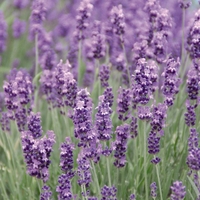 Lavender Plants - Munstead