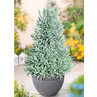 Lavender Pyramid Tree