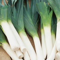 Leek Plants - F1 Below Zero