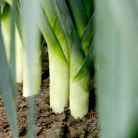 Leek Plants - Stromboli