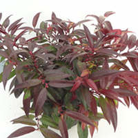 Leucothoe Plant - Royal Ruby