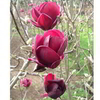 Magnolia Plant - George Henry Kern