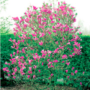 Magnolia Plant - Vulcan