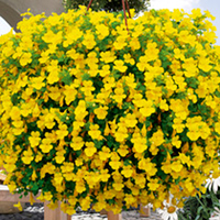Mimulus Vortex Yellow Plants