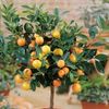 Mini Citrus Trees - Collection