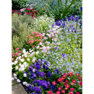 Mixed Spring Bedding Plants - 36