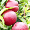Nectarine Tree - Queen Ruby