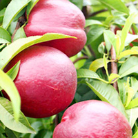Nectarine Tree - Queen Ruby