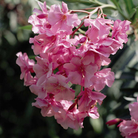 Oleander Collection
