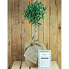 Olive Tree Gift