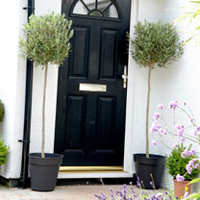 Olive Trees Standard - Extra Large