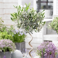 Olive Twisted Stem Tree