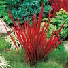 Ornamental Grasses - Imperata Red Baron