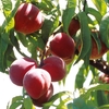 Peach Dwarf Fruit Tree - Avalon Pride