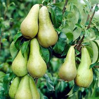 Pear Conference