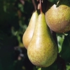 Pear Dwarf Fruit Tree - Conference