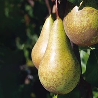 Pear Dwarf Fruit Tree - Conference