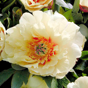 Peony Bartzella
