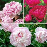 Peony Collection