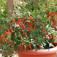Pepper Chilli Plants - F1 Apache