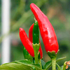 Pepper Chilli Plants - Tabasco