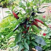 Pepper Chilli Plants - Vampire