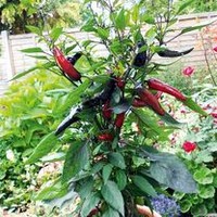 Pepper Chilli Plants - Vampire