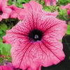 Petunia Plants - Surfinia Pink