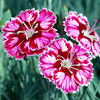 Pinks Supernova Plants