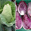 Pointed Cabbage Collection