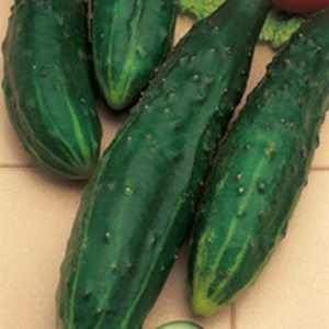 Propagator and Cucumber Seed Kit