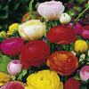 Ranunculus Bulbs - Mix