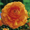 Ranunculus Bulbs