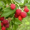 Raspberry - Glen Fyne
