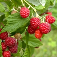 Raspberry - Glen Fyne
