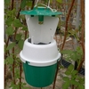 Raspberry Beetle Trap / Refill