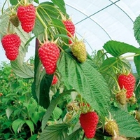 Raspberry Plants - Autumn Treasure