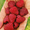 Raspberry Plants - Brice