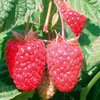 Raspberry Plants - Cascade Delight