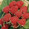 Raspberry Plants - Glen Ample