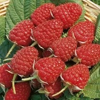 Raspberry Plants - Glen Ample