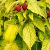 Raspberry Plants - Groovy