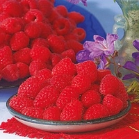 Raspberry Plants - Malling Juno