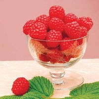 Raspberry Plants - Octavia