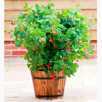 Raspberry Plants - Ruby Beauty