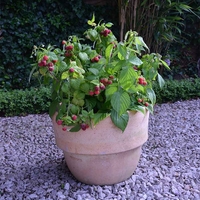 Raspberry Plants - Yummy