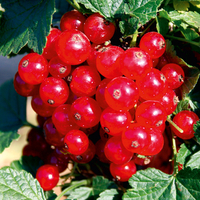 Redcurrant Lisette
