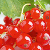 Redcurrant Rovada