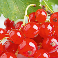 Redcurrant Rovada